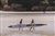SHARKSUP-14-RACE-25_1757760343.61319_SHARKSUP-14-RACE-25.jpg